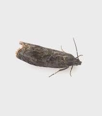 Attēlu rezultāti vaicājumam “Grapholita funebrana”