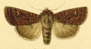 Attēlu rezultāti vaicājumam “Euxoa nigricans”