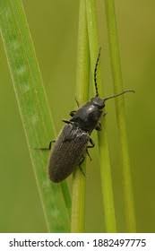 Attēlu rezultāti vaicājumam “Hemicrepidius sp.”