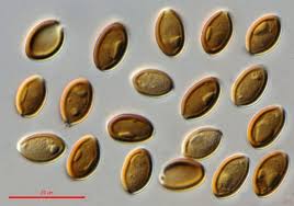 Attēlu rezultāti vaicājumam “Licea minima spores”