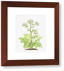 Attēlu rezultāti vaicājumam “Angelica sylvestris leaf”