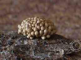 Attēlu rezultāti vaicājumam “Fuligo luteonitens macro”