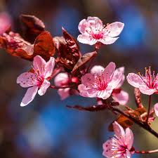 Attēlu rezultāti vaicājumam “Prunus (plum-tree)”