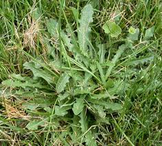 Attēlu rezultāti vaicājumam “Hypochaeris radicata”