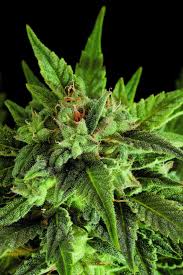 Attēlu rezultāti vaicājumam “Cannabis sativa fruit”