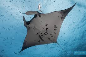 Image result for Mobula alfredi