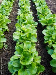 Image result for Feldsalat