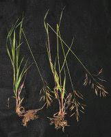 Attēlu rezultāti vaicājumam “Bromopsis inermis leaf”