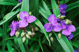 Attēlu rezultāti vaicājumam “Tradescantia virginiana”