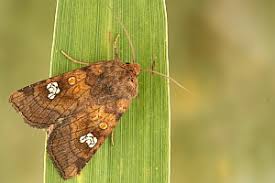 Attēlu rezultāti vaicājumam “Amphipoea”