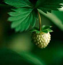 Attēlu rezultāti vaicājumam “Fragaria vesca fruit”