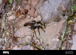 Attēlu rezultāti vaicājumam “Laphria gibbosa”