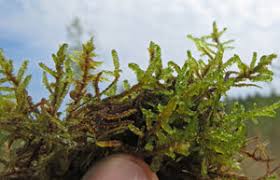 Attēlu rezultāti vaicājumam “Calliergonella cuspidata sporophyte”