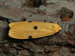 Attēlu rezultāti vaicājumam “Lithosia quadra female”