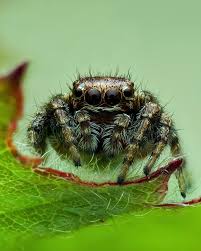 Attēlu rezultāti vaicājumam “Evarcha falcata”