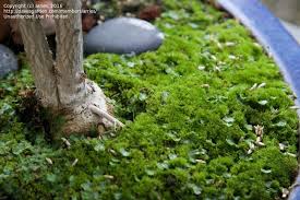 Attēlu rezultāti vaicājumam “Leptobryum pyriforme sporophyte”