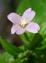 Attēlu rezultāti vaicājumam “Epilobium montanum flower”