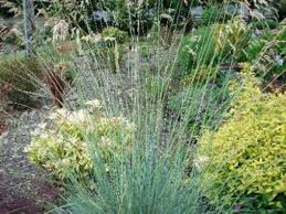 Attēlu rezultāti vaicājumam “Helictotrichon pratense”