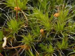 Attēlu rezultāti vaicājumam “Campylopus introflexus”