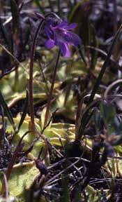 Attēlu rezultāti vaicājumam “Pinguicula vulgaris”