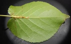 Attēlu rezultāti vaicājumam “Alnus incana leaf”