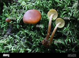 Attēlu rezultāti vaicājumam “Gymnopilus picreus”