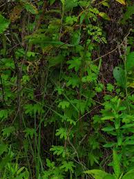 Attēlu rezultāti vaicājumam “Lycogala persicum young”