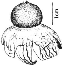 Attēlu rezultāti vaicājumam “Geastrum”