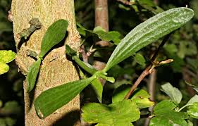 Attēlu rezultāti vaicājumam “Viscum album leaf”
