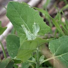 Attēlu rezultāti vaicājumam “Atriplex calotheca leaf”