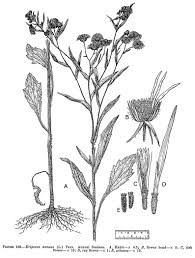 Attēlu rezultāti vaicājumam “Erigeron annuus flower”