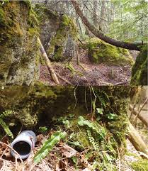 Attēlu rezultāti vaicājumam “Asplenium viride”