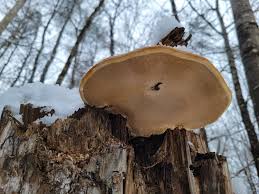 Attēlu rezultāti vaicājumam “Hygroamblystegium humile sporophyte”