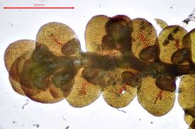 Attēlu rezultāti vaicājumam “Frullania tamarisci macro”