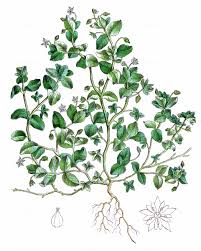 Attēlu rezultāti vaicājumam “Stellaria crassifolia leaf”