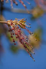 Attēlu rezultāti vaicājumam “Acer negundo male flower”
