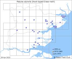 Attēlu rezultāti vaicājumam “Platytes alpinella”