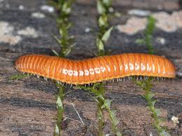 Attēlu rezultāti vaicājumam “Ommatoiulus vilnensis”