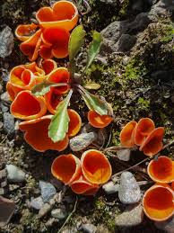 Attēlu rezultāti vaicājumam “Aleuria aurantia”