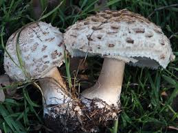 Attēlu rezultāti vaicājumam “Macrolepiota rhacodes”