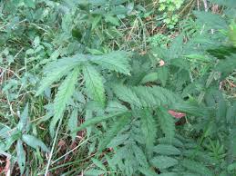 Attēlu rezultāti vaicājumam “Agrimonia pilosa leaf”