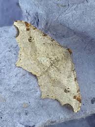 Attēlu rezultāti vaicājumam “Macaria alternata”