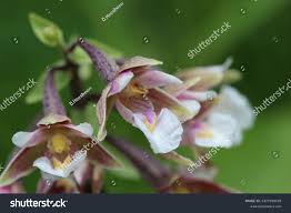 Attēlu rezultāti vaicājumam “Epipactis palustris”