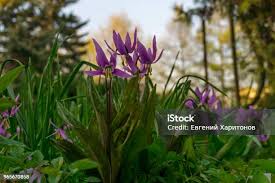 Attēlu rezultāti vaicājumam “Erythronium sibiricum flower”
