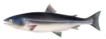 Image result for Oncorhynchus