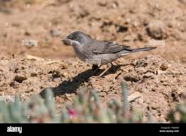 Image result for Sylvia rueppelli