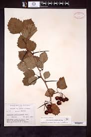 Attēlu rezultāti vaicājumam “Crataegus submollis”