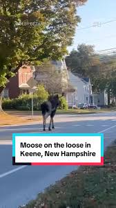 Image result for Batley Road Runners