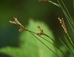 Attēlu rezultāti vaicājumam “Carex digitata bud”