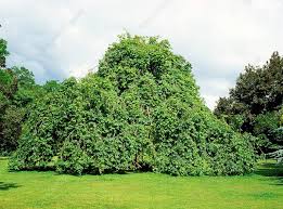 Attēlu rezultāti vaicājumam “Fraxinus excelsior Pendula female flower”